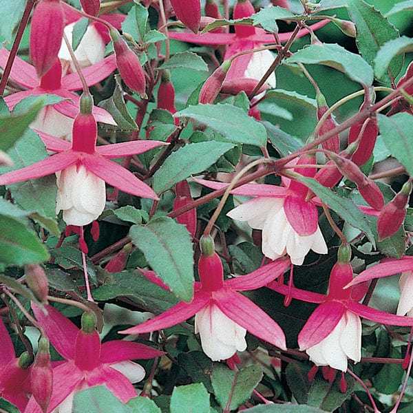 Fuchsia (Hardy) Flower Plant Collection