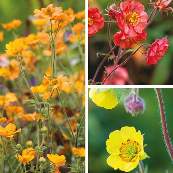 Geum Collection