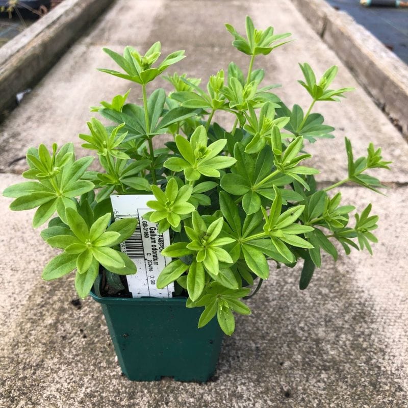 Galium odoratum Flower Plant
