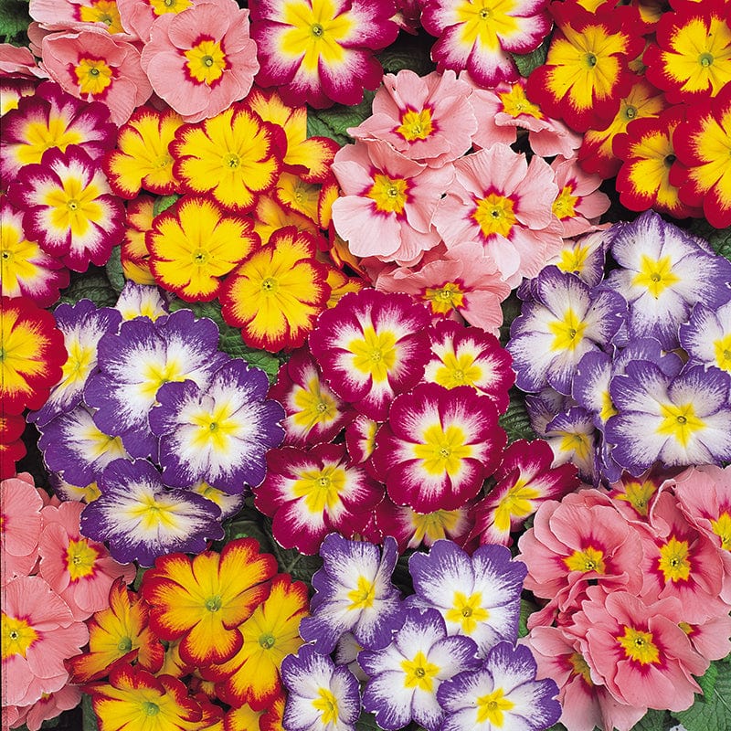 Primula Alaska Mix Bicolour Flower Plants