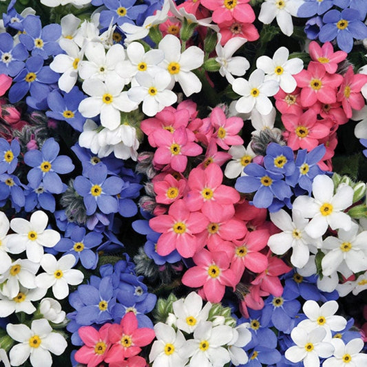 Forget-Me-Not (Myosotis) Sylvia Mixed