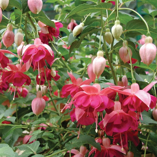 Fuchsia Garden News (Hardy) Flower Plants