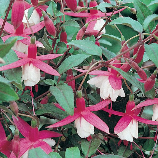 Fuchsia Alice Hoffman (Hardy) Flower Plants