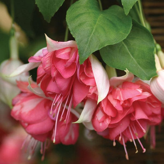 Fuchsia (Giant Trailing) Peachy Flower Plants