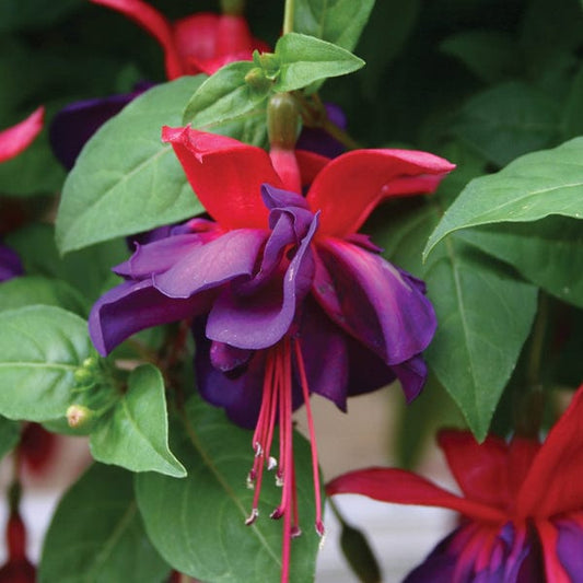 Fuchsia (Giant Trailing) Voodoo Flower Plants