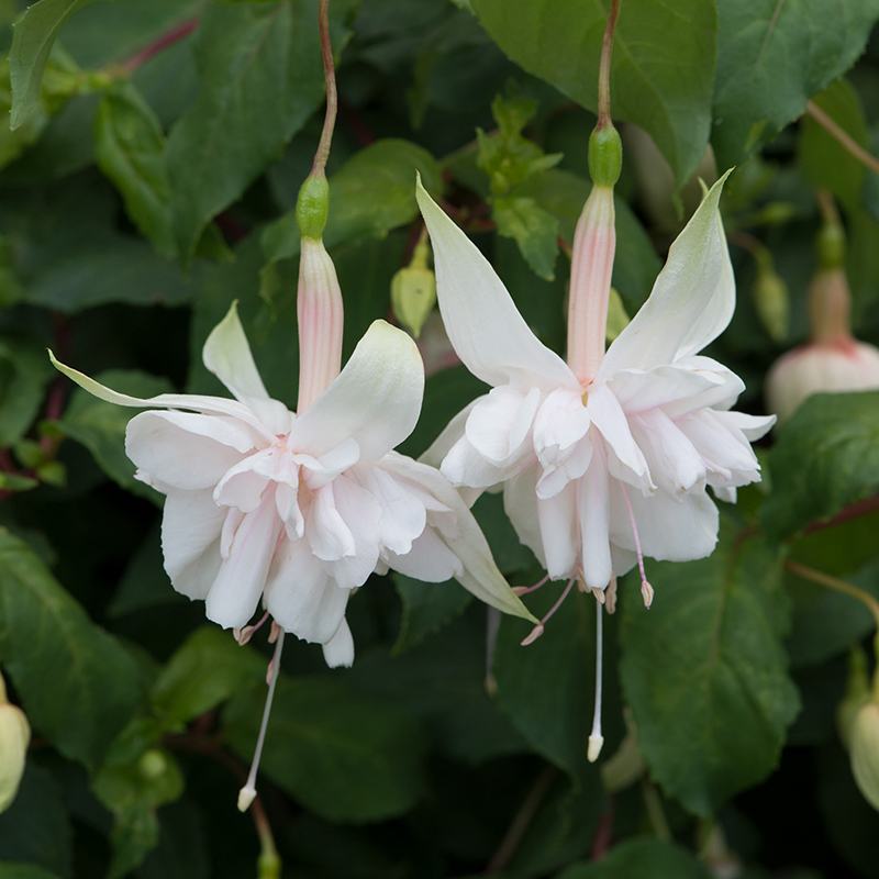 Fuchsia (Giant Trailing) Pink Marshmallow Flower Plants