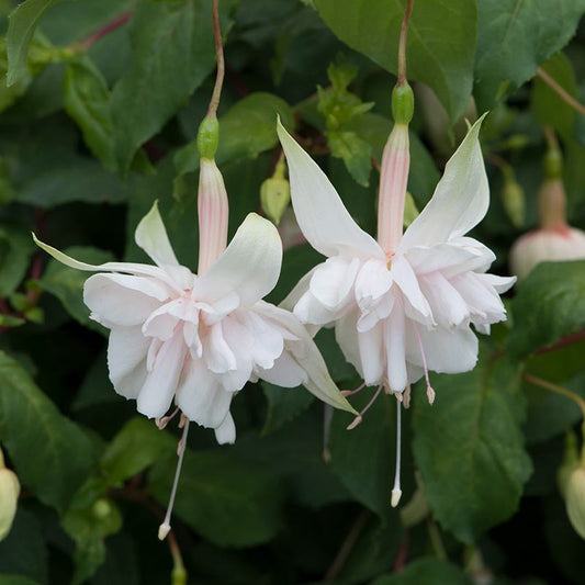 Fuchsia (Giant Trailing) Pink Marshmallow Flower Plants