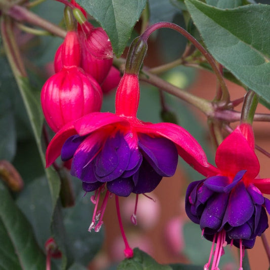Fuchsia Trailing Dollar Princess