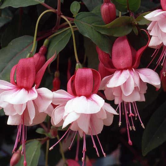 Fuchsia (Bush) Spion Kop
