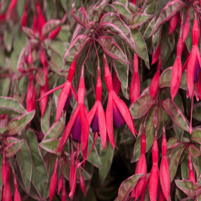 Fuchsia Tom West (Hardy)