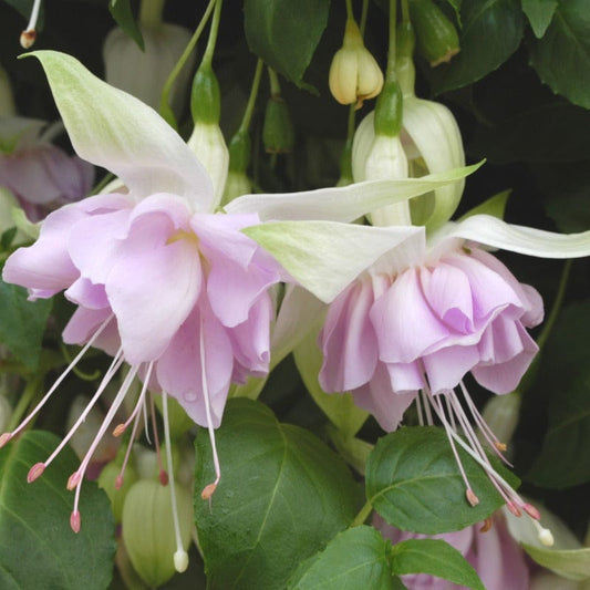 Fuchsia Trailing Wendy's Beauty