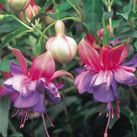 Fuchsia (Bush) Winston Churchill