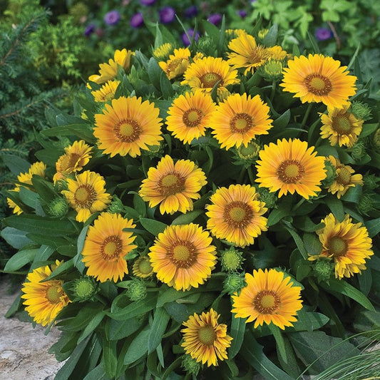Gaillardia Arizona Apricot Flower Plants