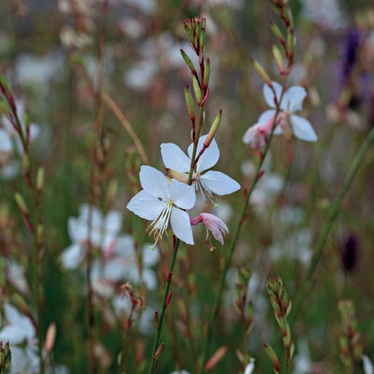 Gaura lindhiemeri The Bride Flower Plants
