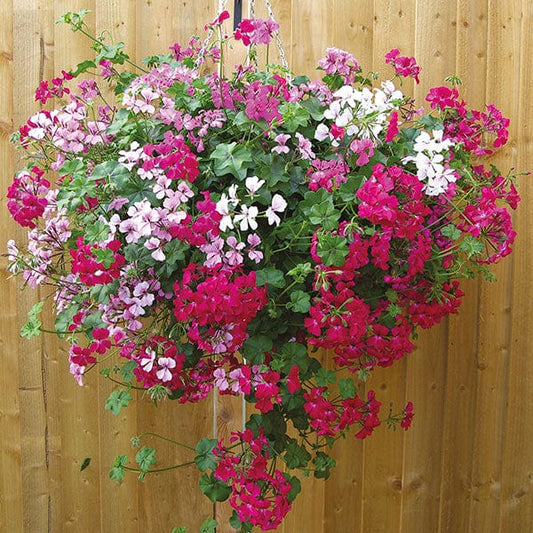 Geranium Summer Rain Mixed Flower Plants