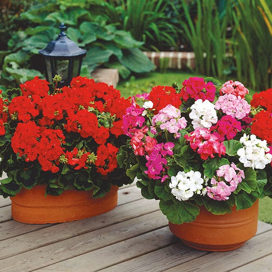 Geranium Palladium Mixed F1 Flower Plants