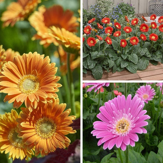 Gerbera Garvinea Flower Plant Collection