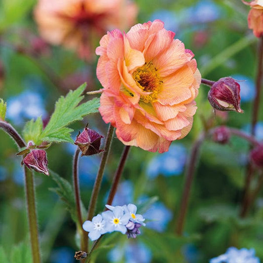 Geum Mai Tai Flower Plants