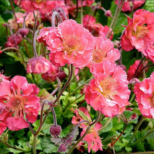 Geum Pink Petticoats Flower Plants