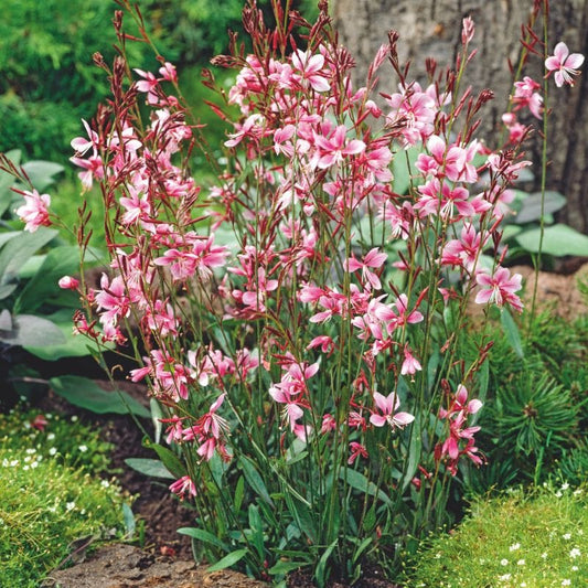 Gaura Siskyou Pink