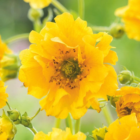 Geum Lady Strathenden