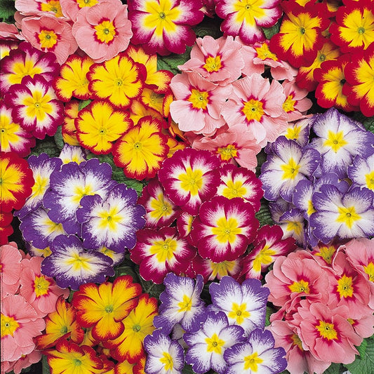 Primula Alaska Mix Bicolour Flower Plants