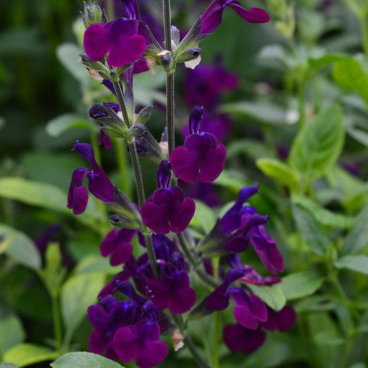 Salvia Nachtvlinder Flower Plants