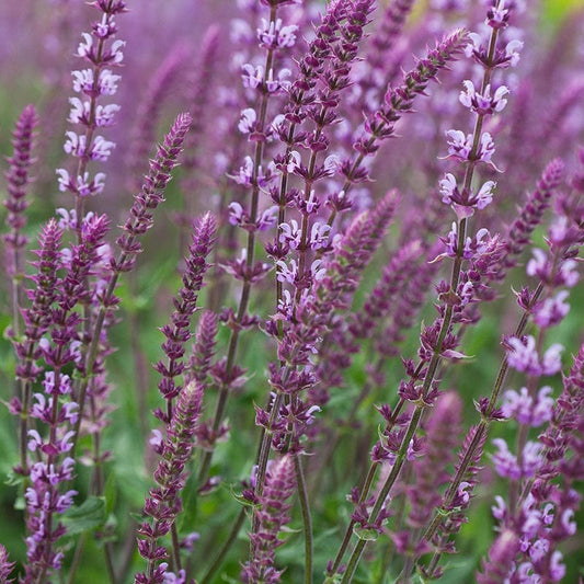 Salvia nemorosa Amethys Flower Plants