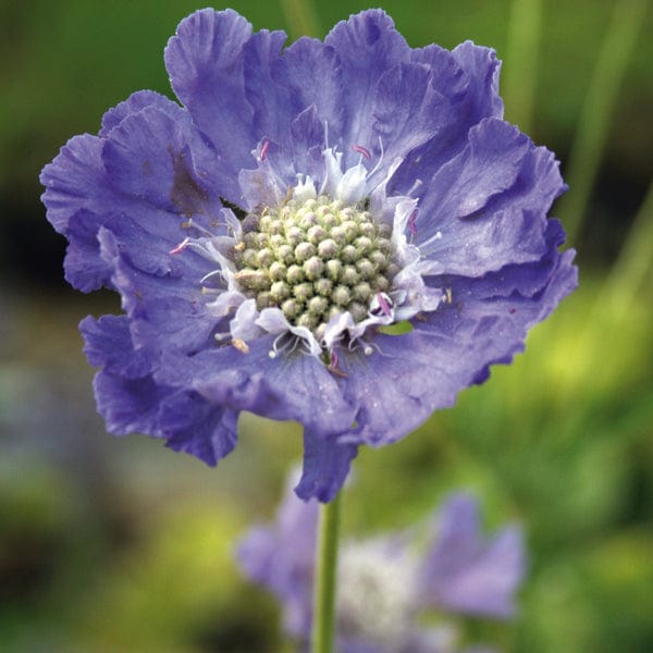 Scabious caucasia Perfecta Blue Flower Plants
