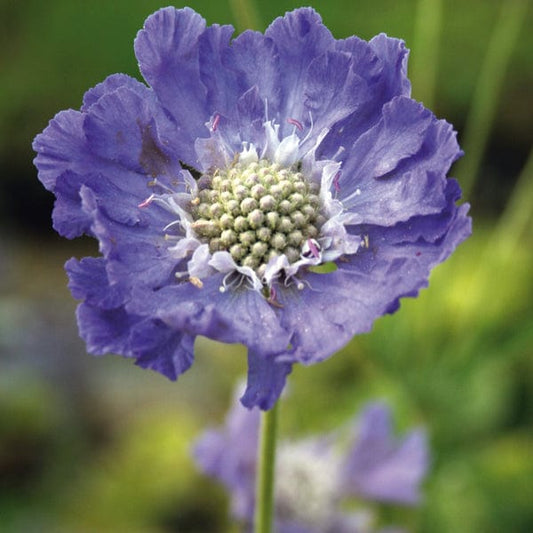 Scabious caucasia Perfecta Blue Flower Plants