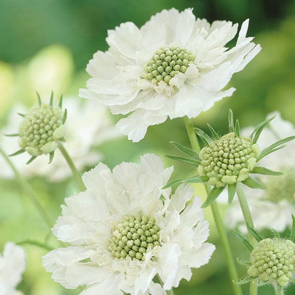 Scabious Perfecta Alba Flower Plant