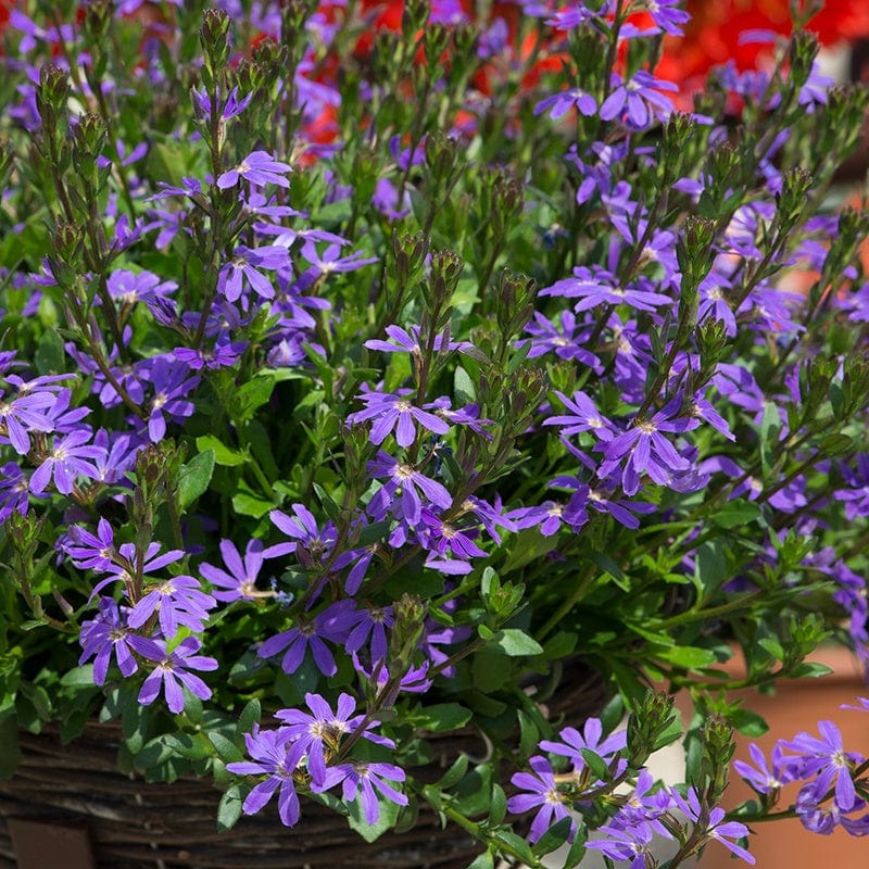 Scaevola Surdiva Light Blue Flower Plants
