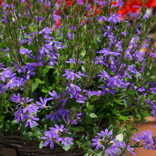 Scaevola Surdiva Light Blue Flower Plants