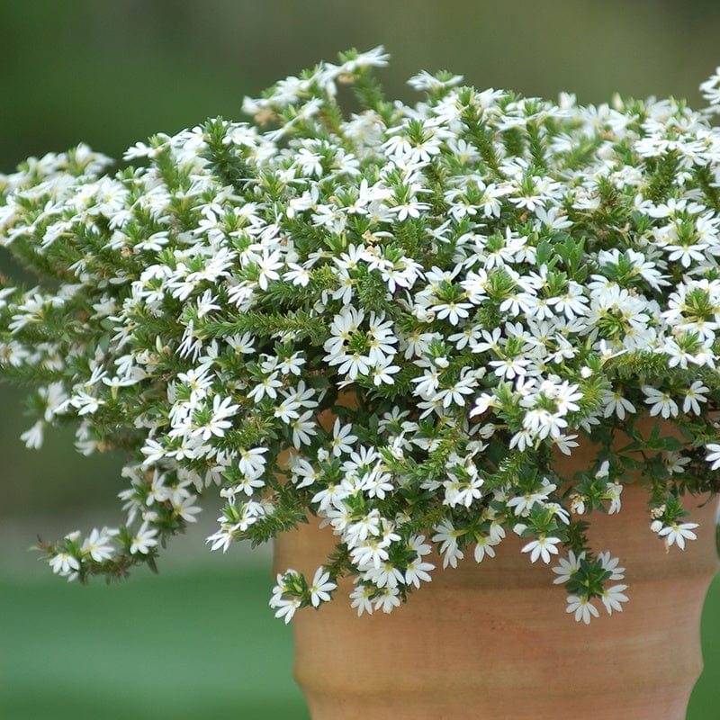 Scaevola Surdiva White Flower Plants