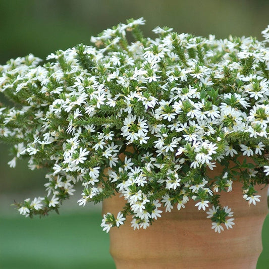 Scaevola Surdiva White Flower Plants